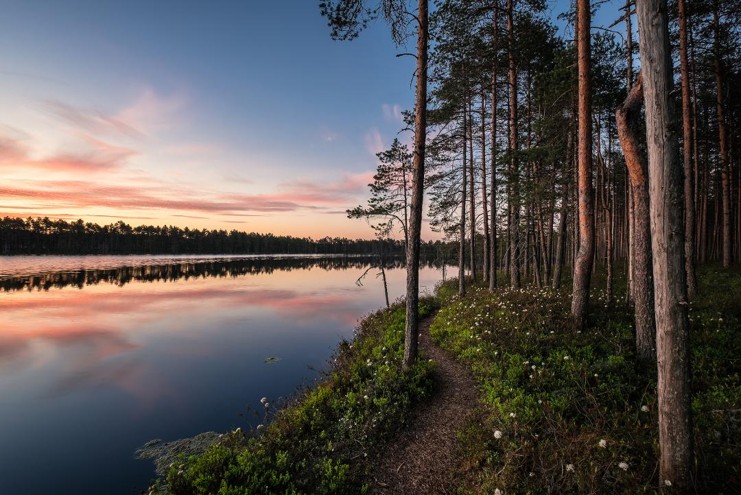 Ett vattendrag färgat rött av kvällssolen och tallskog vid stranden.